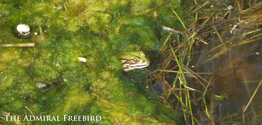 frog