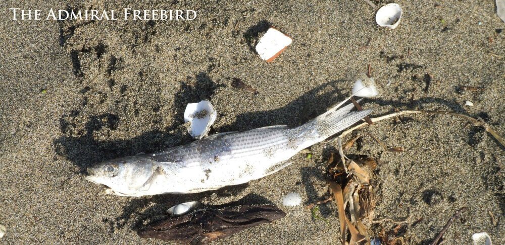 fish