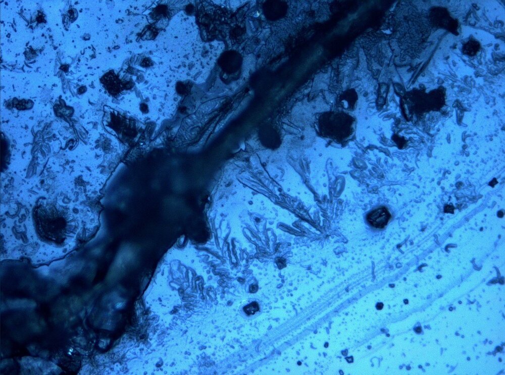 fibroina in acido formico