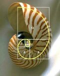 nautilus