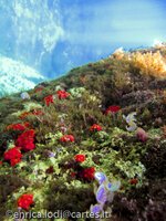Pantelleria, l’isola che c’e’ (di Enrica Lodi)
