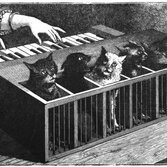 un Cat Piano
