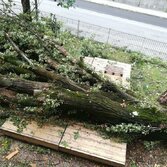 Il palco del Social Garden di Cas'Aupa, schiacciato da un albero