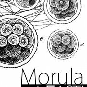 Morula