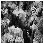Giungla (Single)