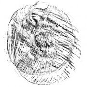 CORTECCIA
