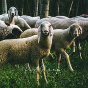 Fast sheep