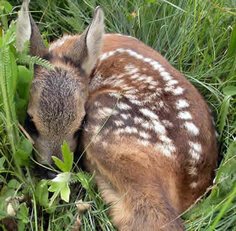 who killed bambi?