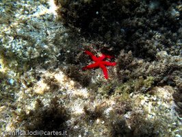 Pantelleria, l’isola che c’e’ (di Enrica Lodi)