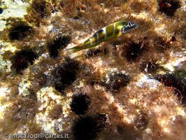 IMG_1489-6
