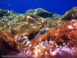 Pantelleria, l’isola che c’e’ (di Enrica Lodi)