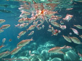 Pantelleria, l’isola che c’e’ (di Enrica Lodi)
