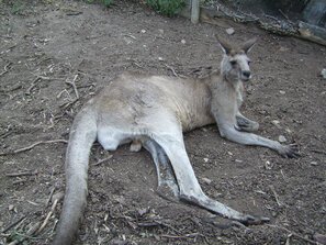 Canguro allo svacco