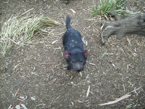 Il Diavolo della Tasmania