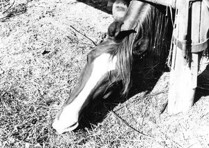 Cavallo - Corneliano d'Alba (di Sandro)