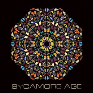 Sycamore_Age