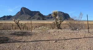 08Arizona