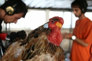 La Gallina