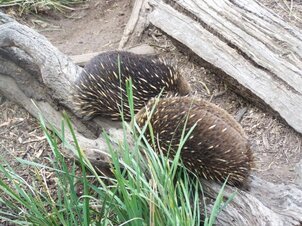 Gli Echidna