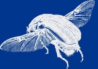 bettle