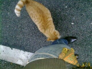 gatto