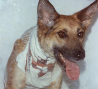cani-i-cani.jpg
