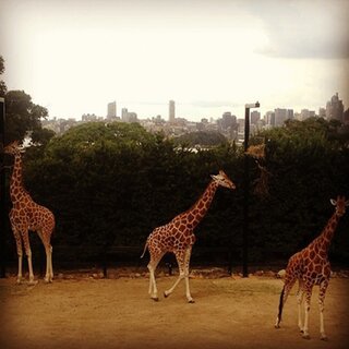 Zoo #2