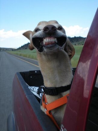 dog in the wind
