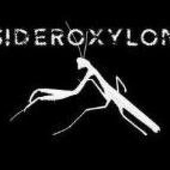 Sideroxylon Ep 2011