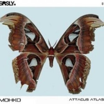 Attacus atlas