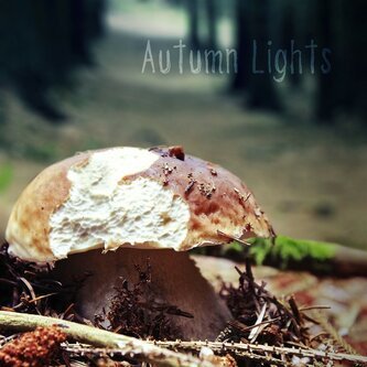 AUTUMN LIGHTS