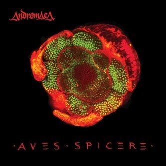Aves Spicere