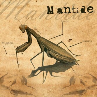 Mantide