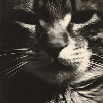 猫年