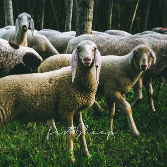 Fast sheep