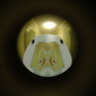 Anatidaephobia