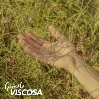 Viscosa