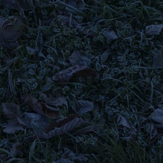 Copertina dell'album Blackness, di The Leaf