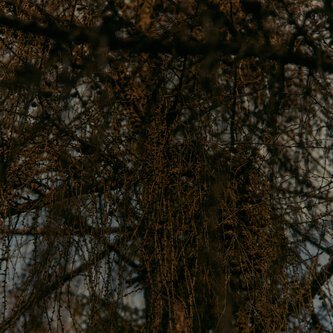Copertina dell'album Black Magic, di The Leaf