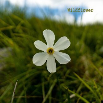 Wildflower