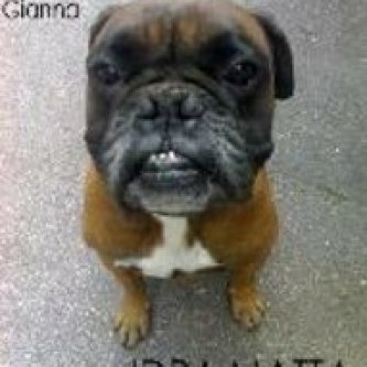Copertina dell'album Idra Matta, di Shopping Gianna