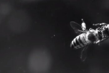 Il video di Goodnight Civilization