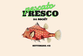 Il pesce piramide, noto anche come pesce torretta gobbo
