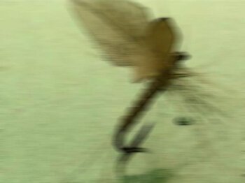 326786_230151073702489_5575140_o.jpg