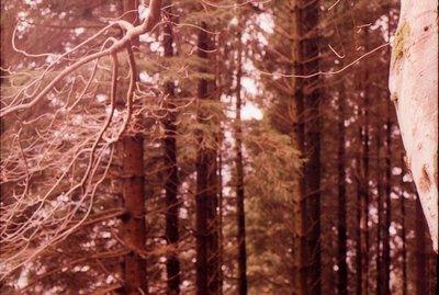28-bergen-foresta